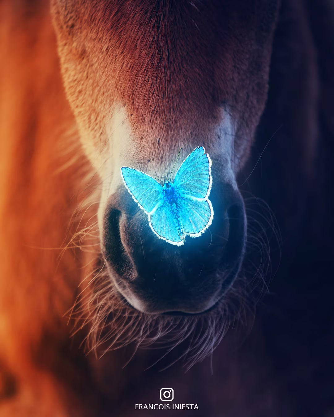 Butterfly on Horse